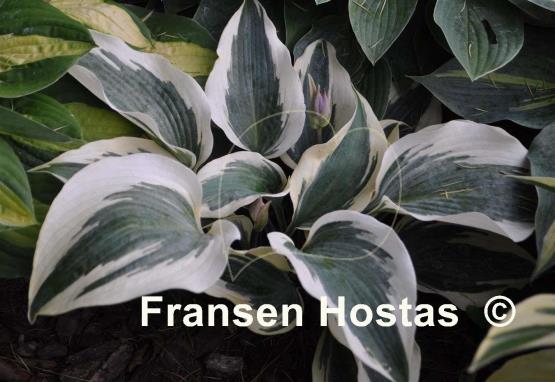 Hosta Blue Ivory